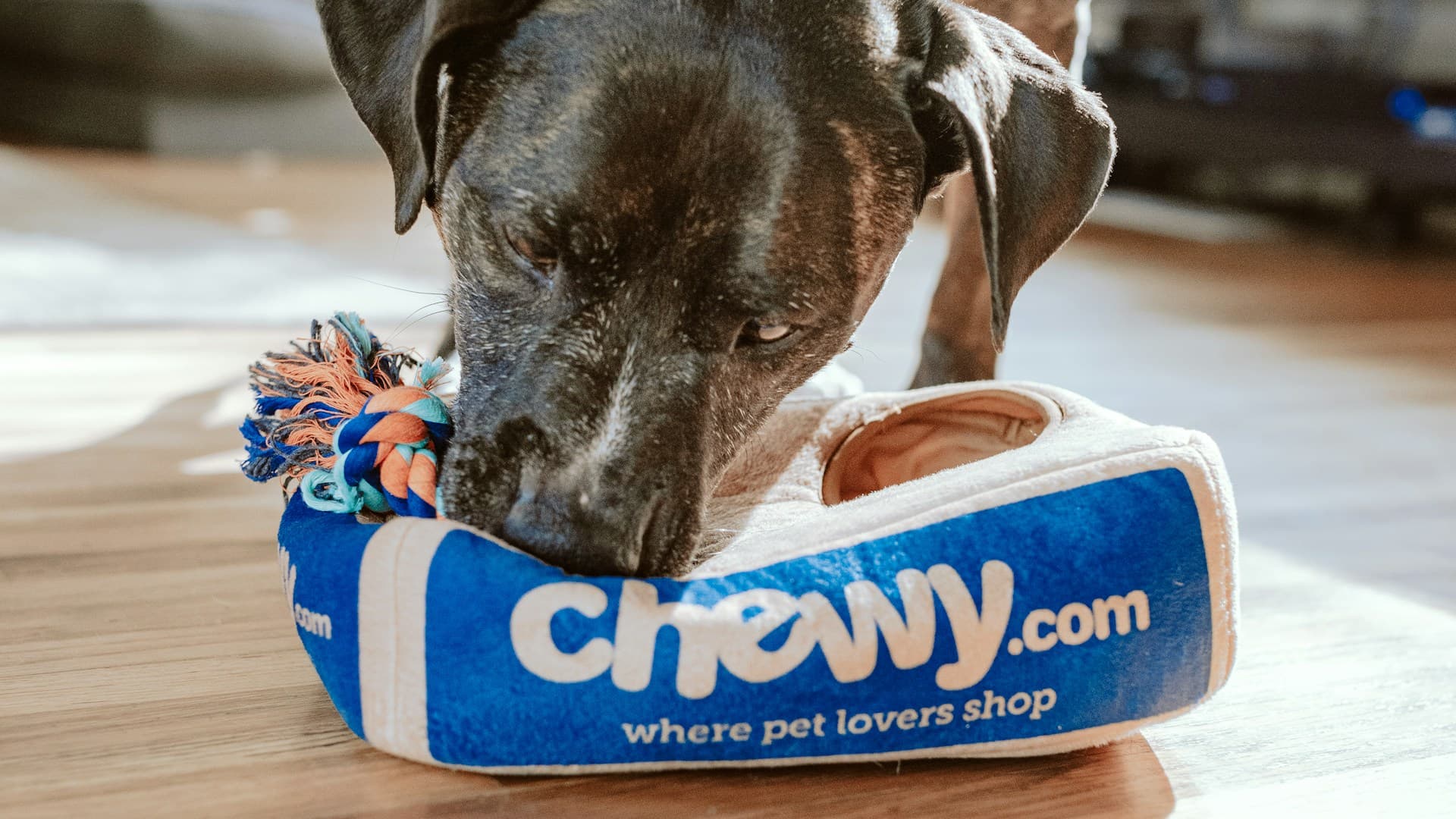 반려동물 호텔 & 위탁